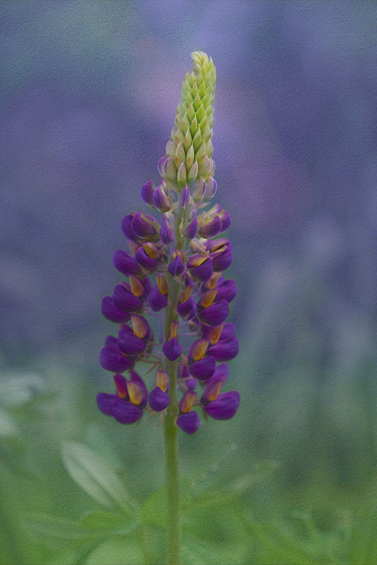 White Irises & Purple Lupine